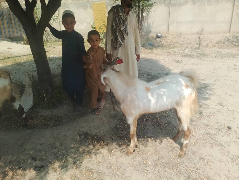 قربانی کے بکرے 7