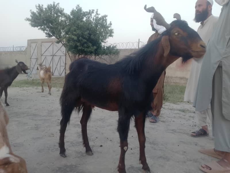 قربانی کے بکرے 11