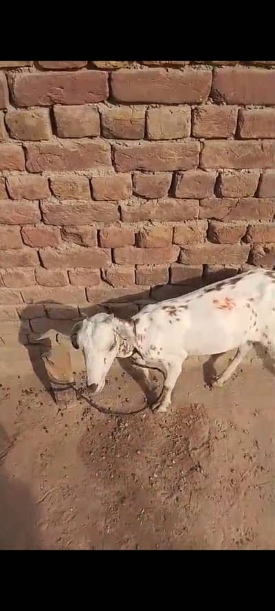 Beautiful goat cross