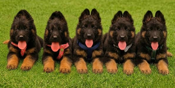 Top Quality German Shepherd Puppies | Long Coat | Available Now