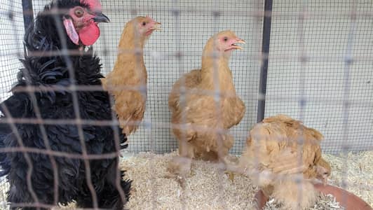 Best Quality Golden Buff Pathay for sale
