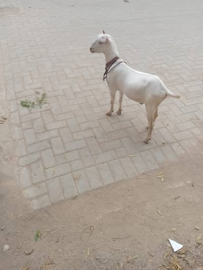 TEDDY MALE FRESH DO DANT DEMAND 75K LARKANA MALE AGE 7 MONTHS APPROX D