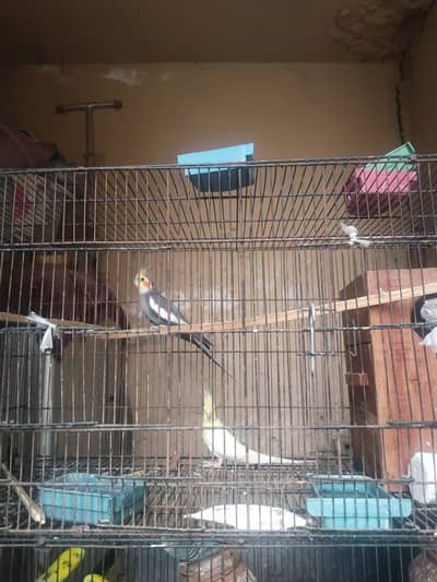 HEALTHY COCKTEIL PAIR AND BUDGIE PAIR PARROTS FOR SALE AT LOW PRICE