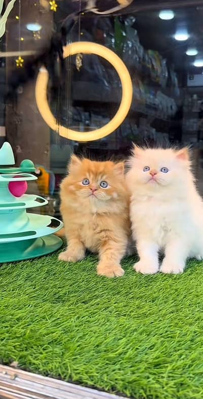Persian kittens