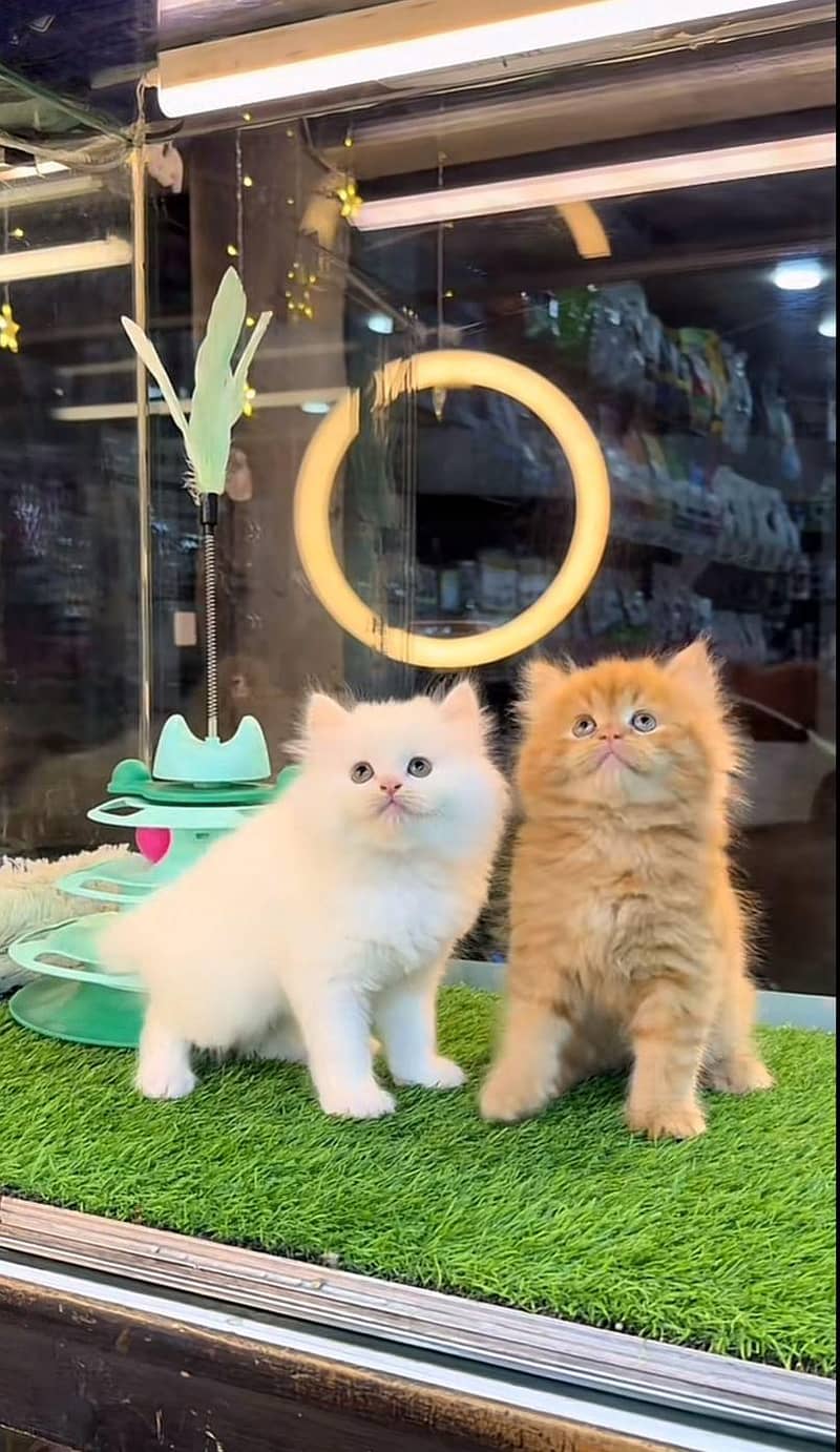 Persian kittens 2