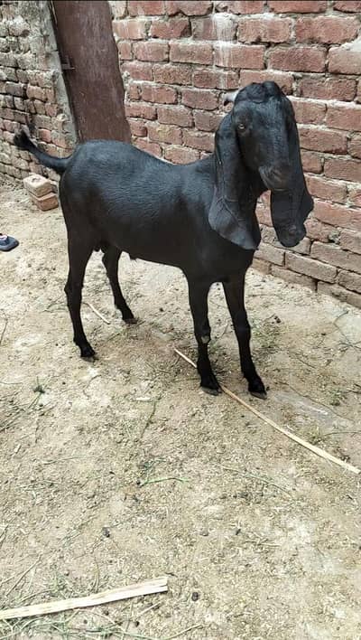 2 Dant Desi Bakry , khassi bakry, Ghar k Paly hue