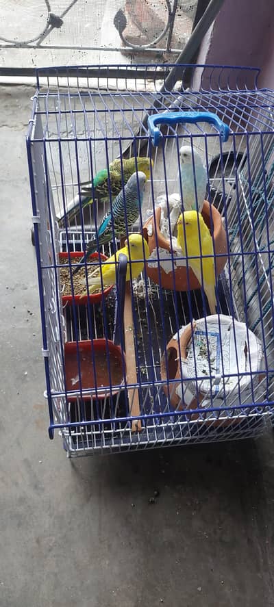 5      parrots at home