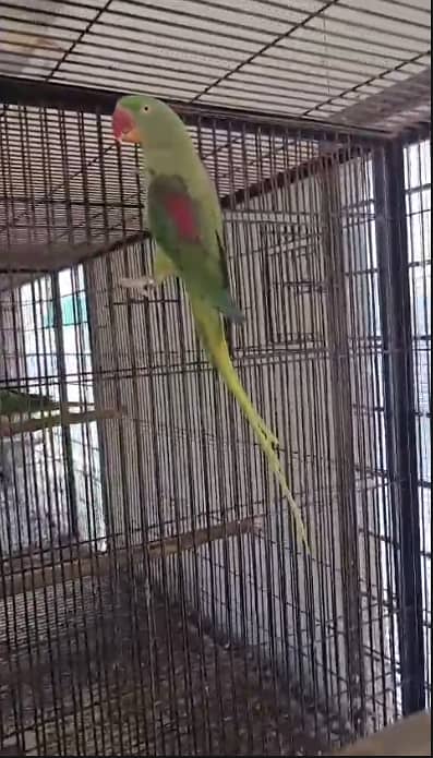 Kashmiri Jambo Raw Parrot