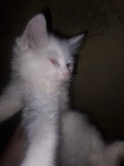 Persian cat for sale