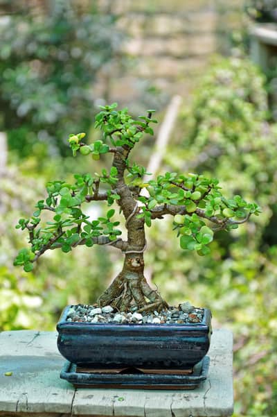Jade Bonsai / Planter / plant pots / gamla / plant pots / plants pot /
