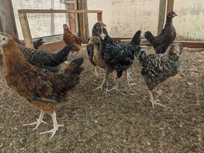 Golden Misri Chicks