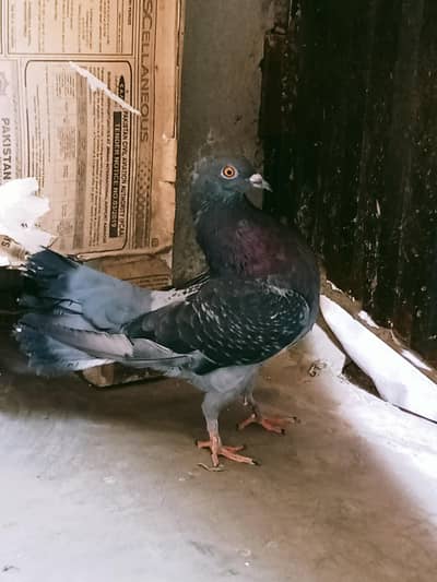 urgent sale in reasonable price
