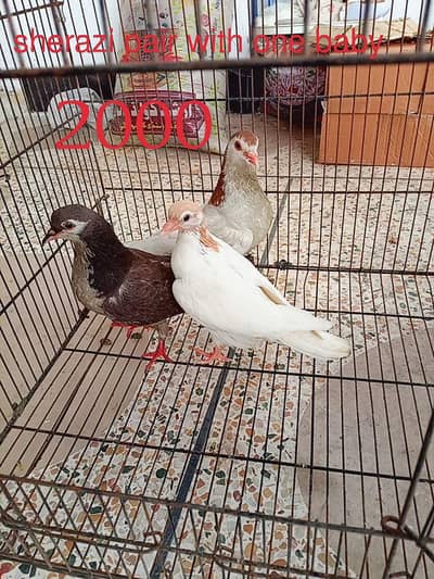 pigeons