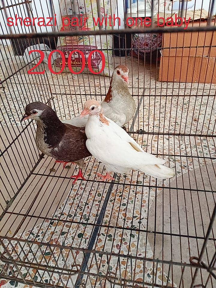 pigeons 0