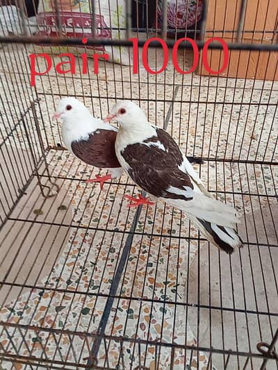 pigeons