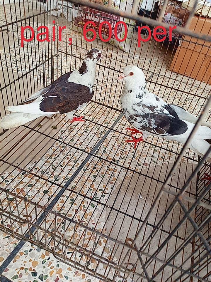pigeons 2