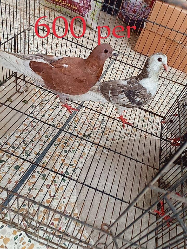 pigeons 3