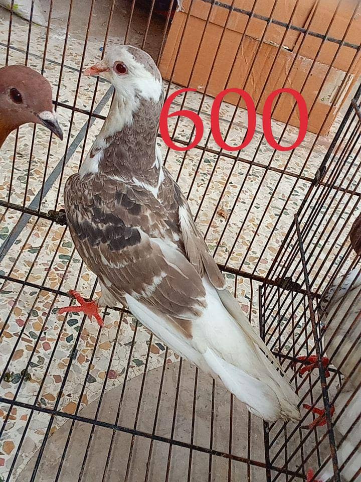 pigeons 4