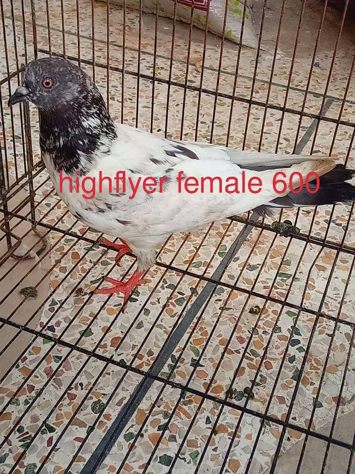 pigeons 5