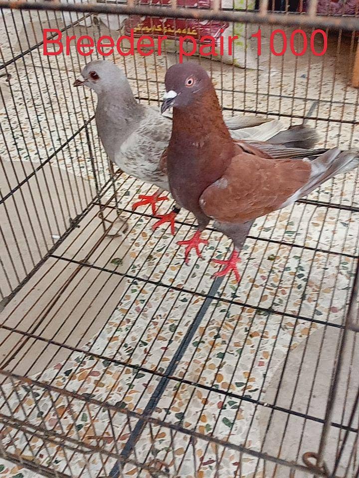pigeons 6