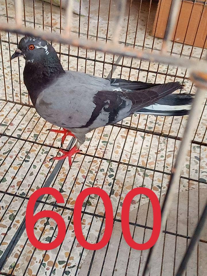 pigeons 7