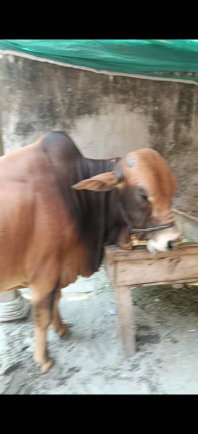 do dant Bachra  qurbani ka lay