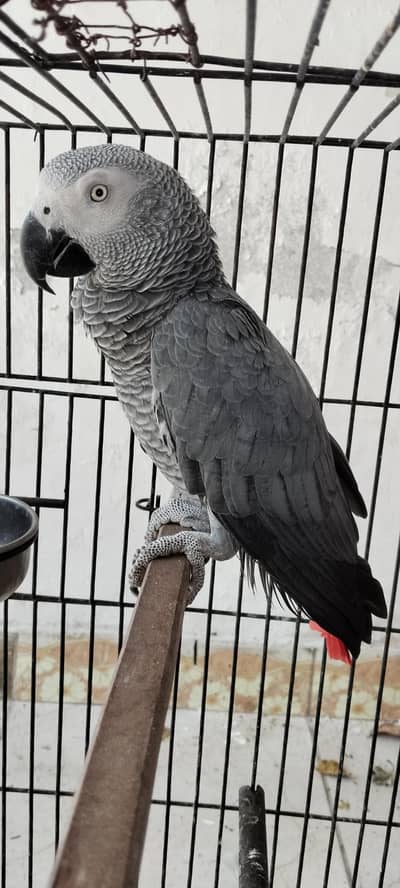 CAPTIVE GREY ADULT MALE  JUMBO SIZE