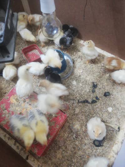 lohmann brown chick