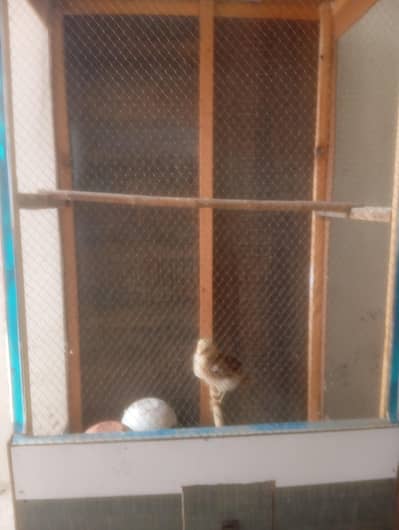 cage for sale