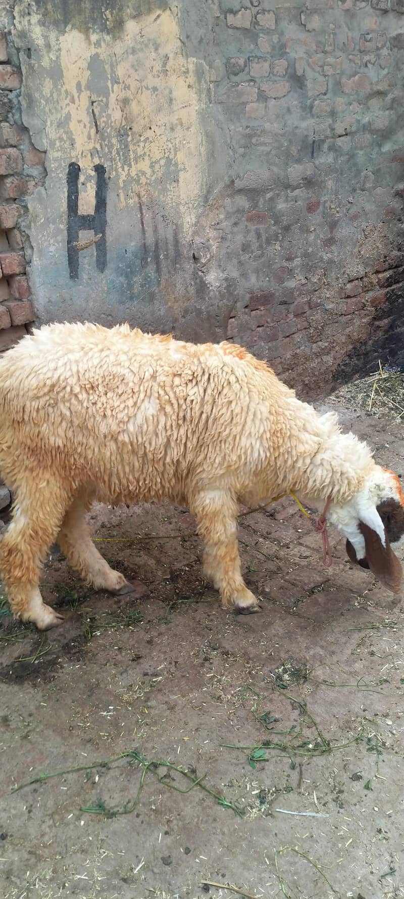 دو عدد چھترے برائے فروخت 0