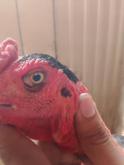 aseel vetnami patha for sale