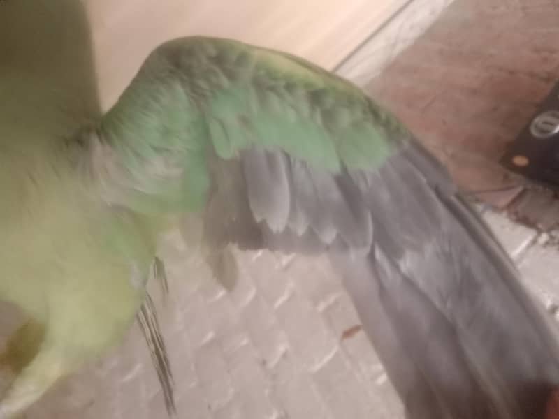parrot raw 0