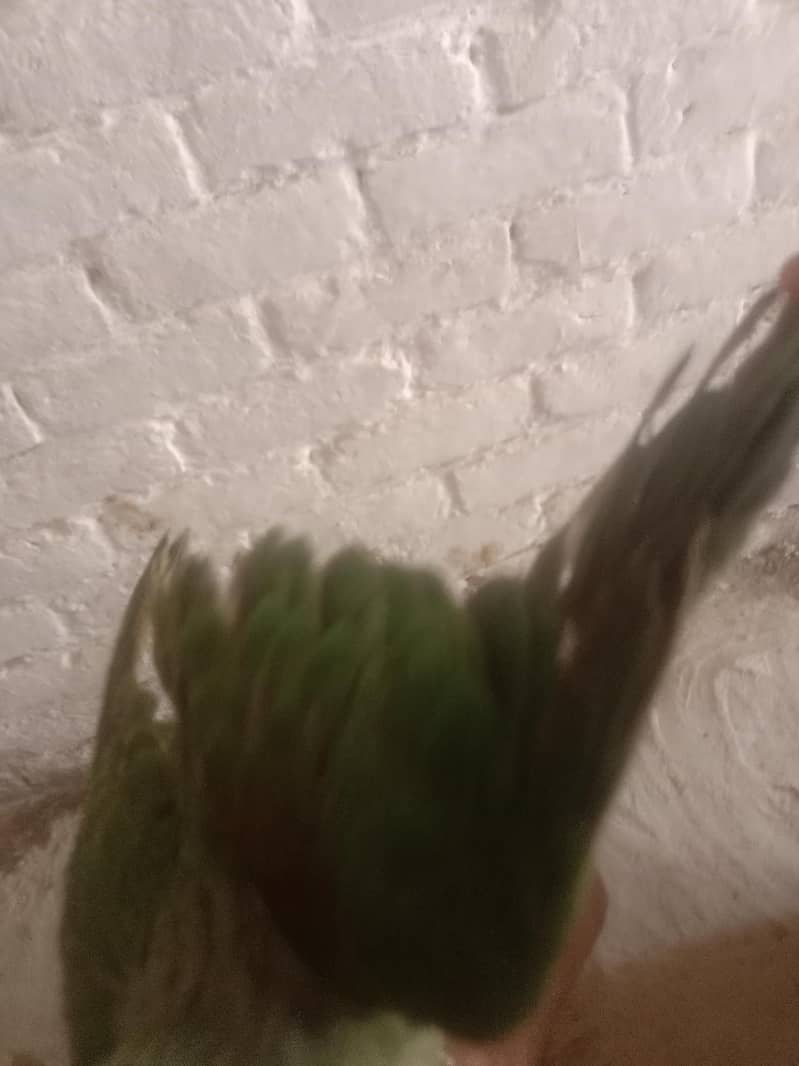 parrot raw 1