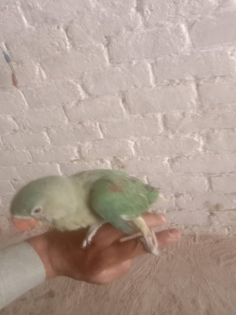 parrot raw 2