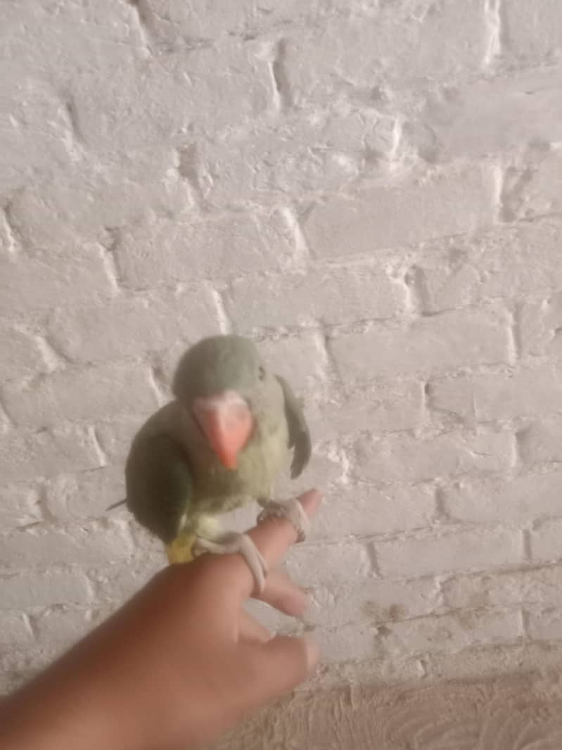 parrot raw 3