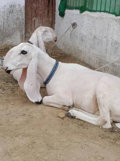 mashallah pure kajli sheeps available dono dumbi hain