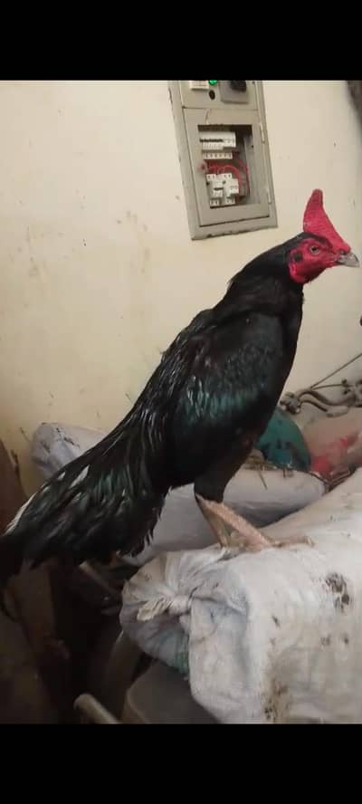 hight quality asel lasani