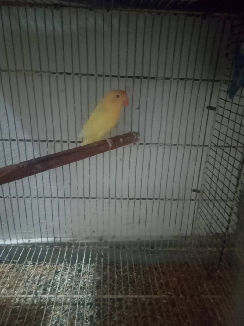Lovebird 0