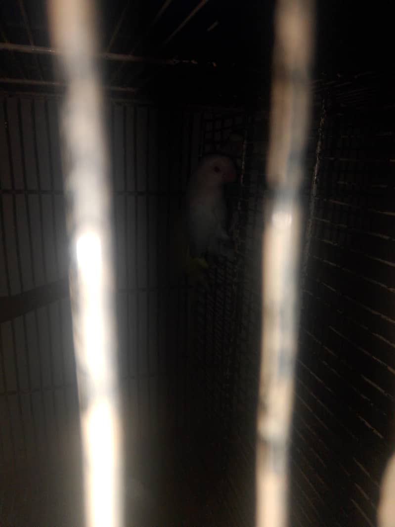 Lovebird 2