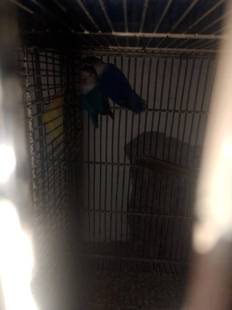 Lovebird 3