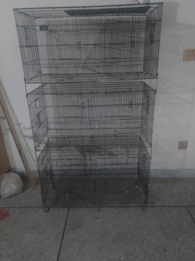 Lovebird 4