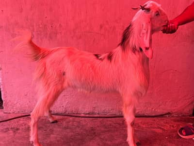 Bakra for sale – Bagh Hussain Chowk, Ghani Road, Multan.