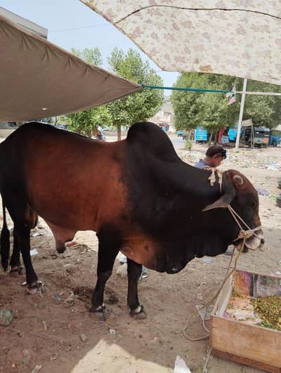 bachra for Quarbani