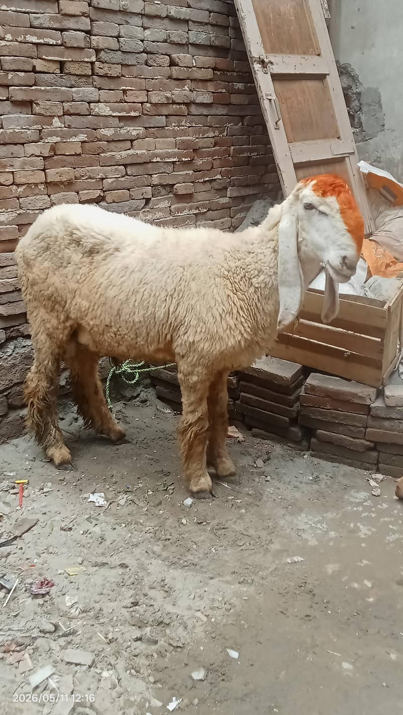 Desi chatra 0