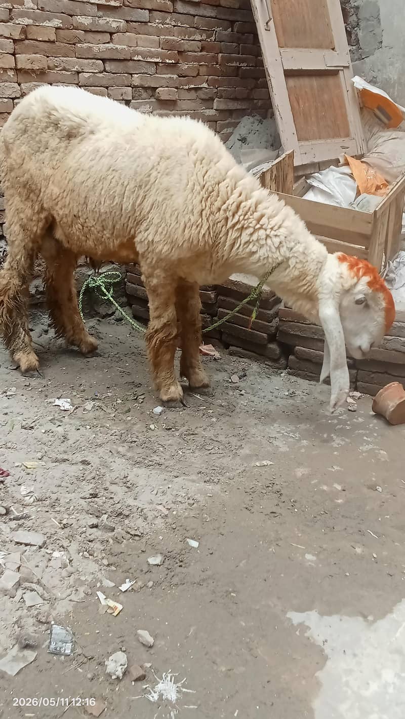 Desi chatra 1