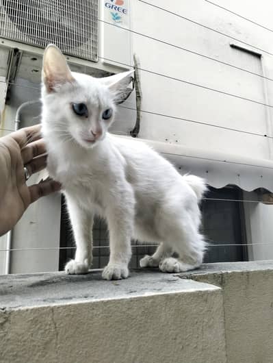 Persian Cat
