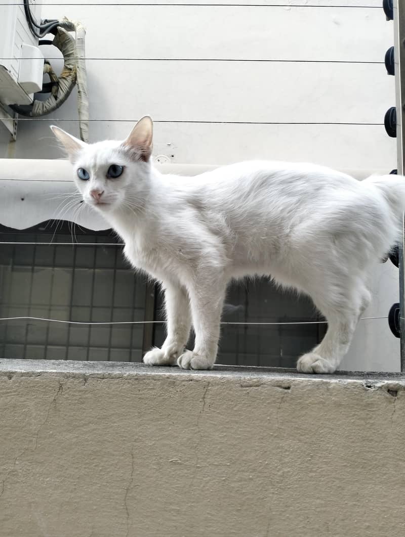 Persian Cat 1