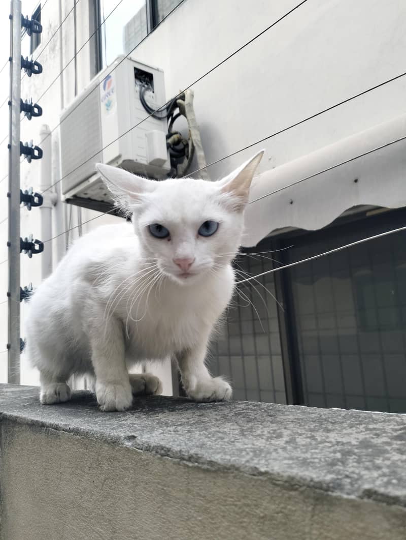 Persian Cat 3