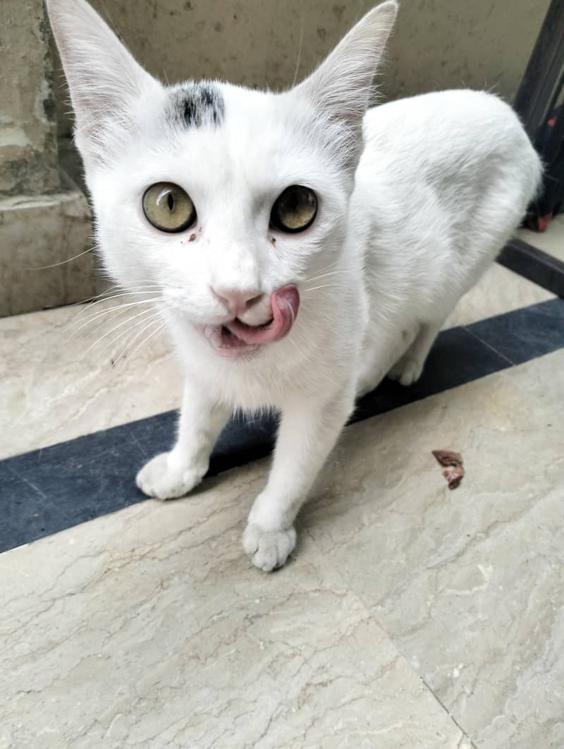 Persian Cat 4