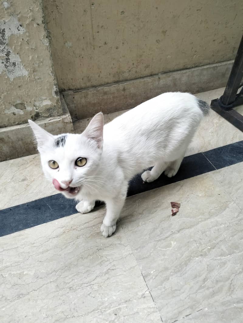 Persian Cat 5